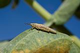 IMG_9828 cavalletta